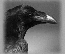 images/avatars/avatar-764.gif